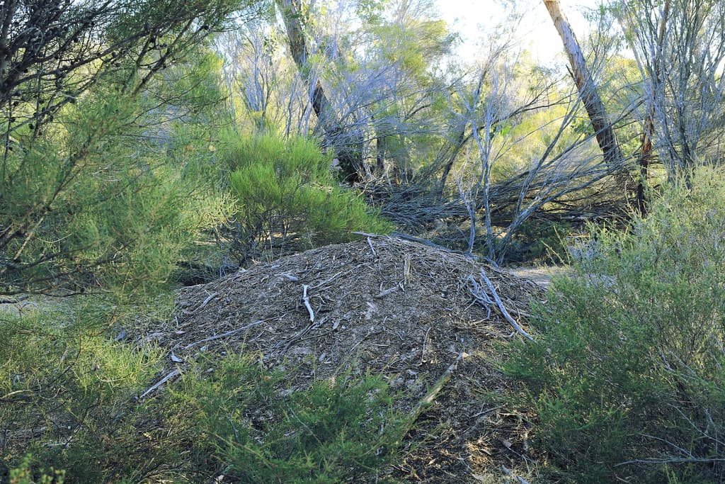 Malleefowl