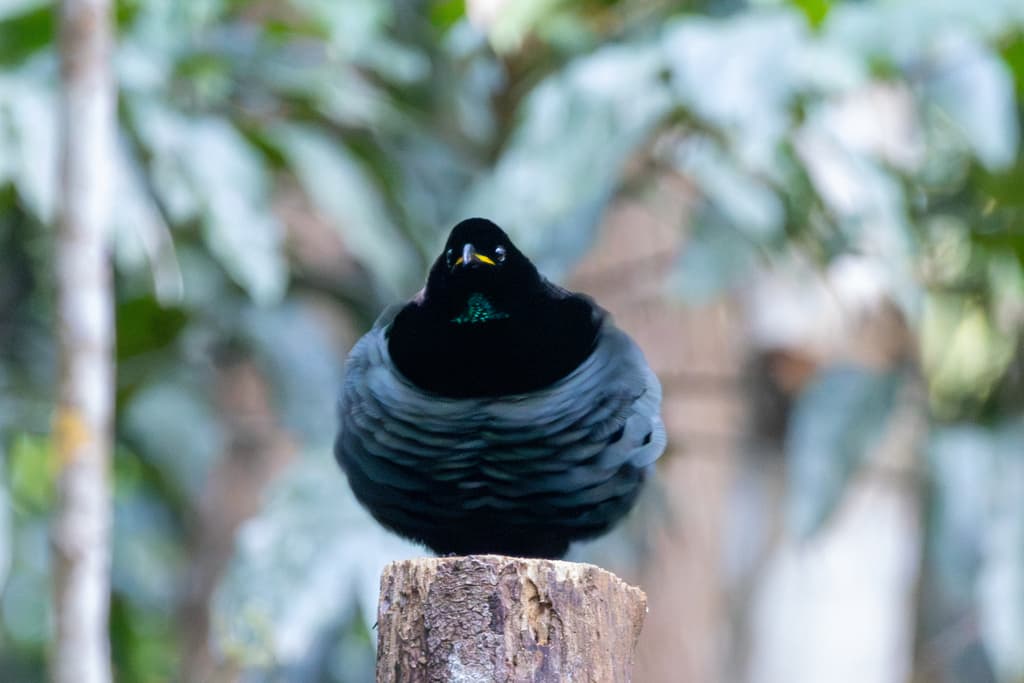 Victoria's Riflebird