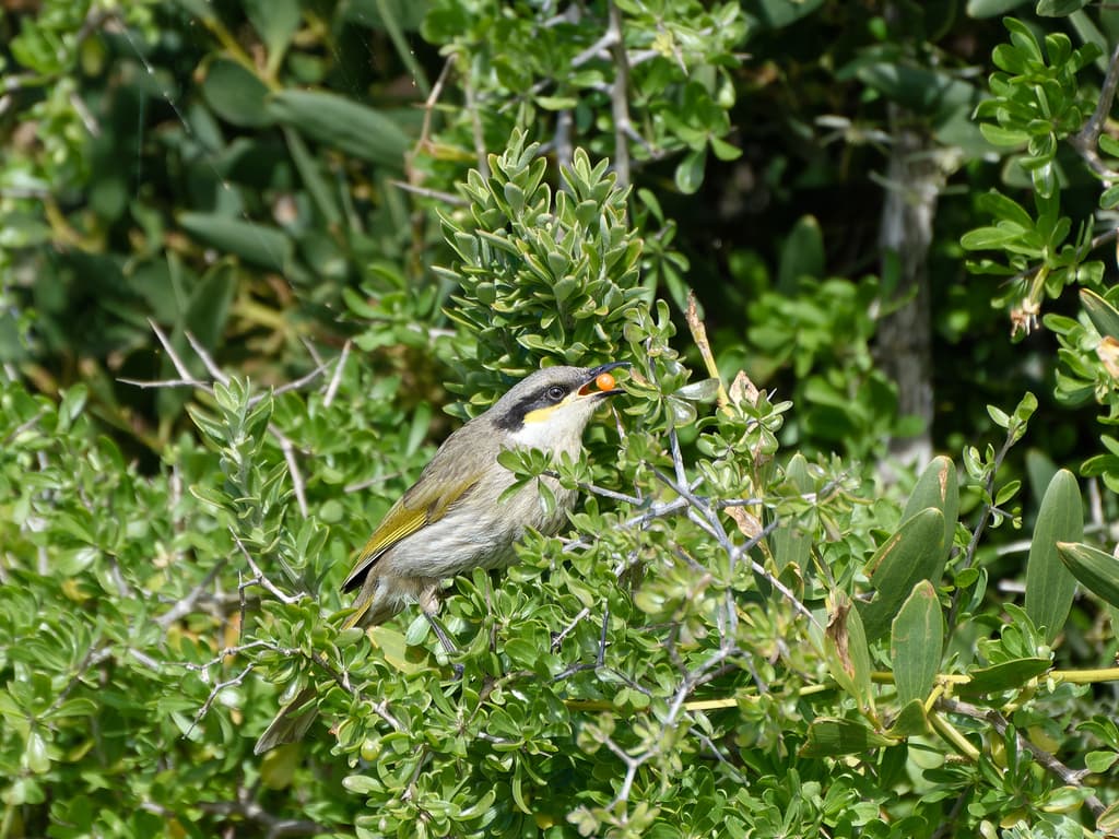 Singing Honeyeater