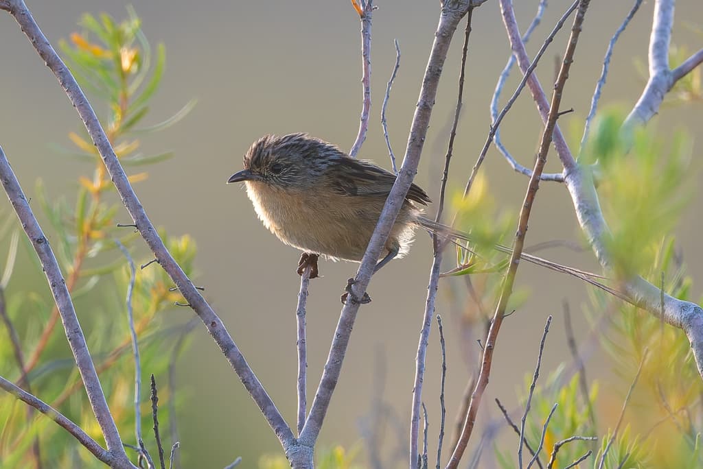 Southern Emu-wren