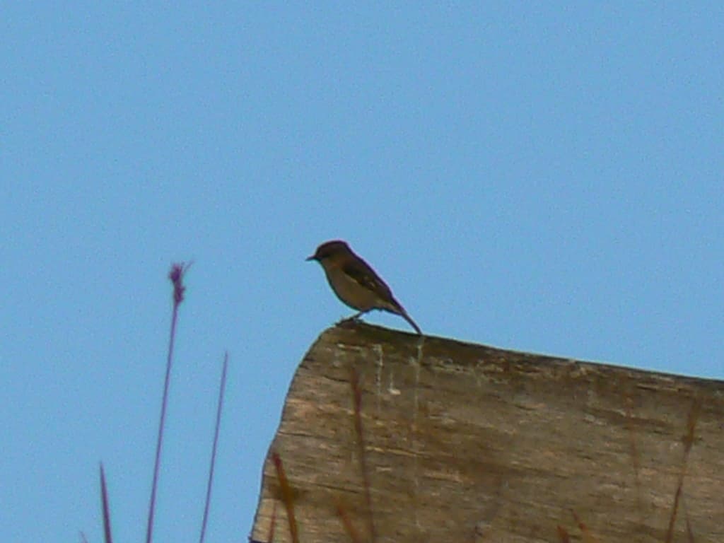 Dusky Robin