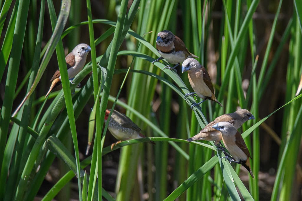 Yellow-rumped Mannikin