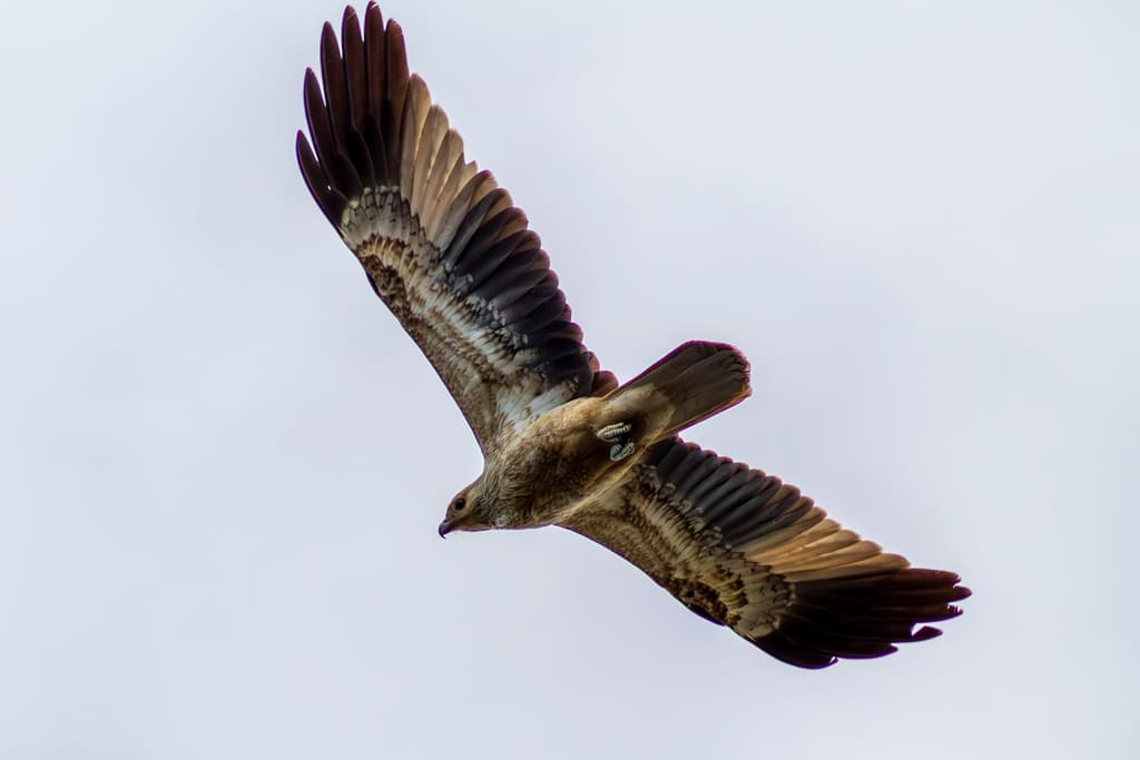 Whistling Kite