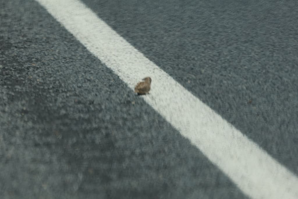 Little Buttonquail
