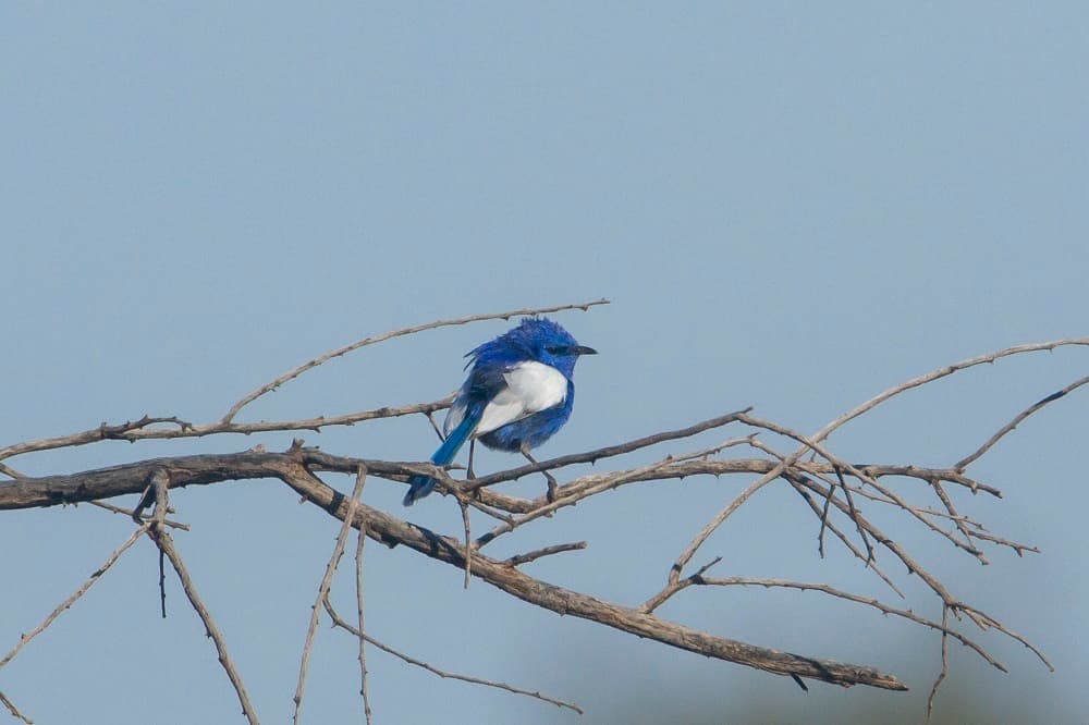 White-winged Fairywren