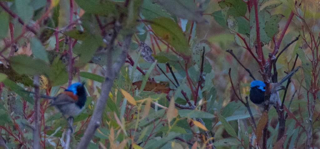 Blue-breasted Fairywren