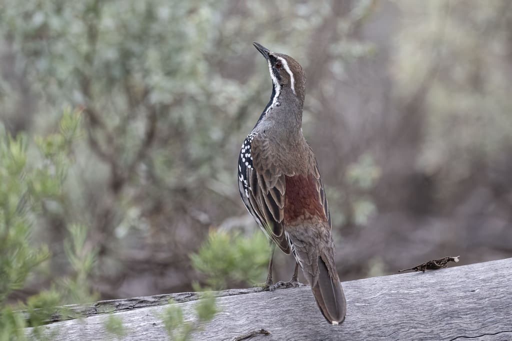Copperback Quail-thrush
