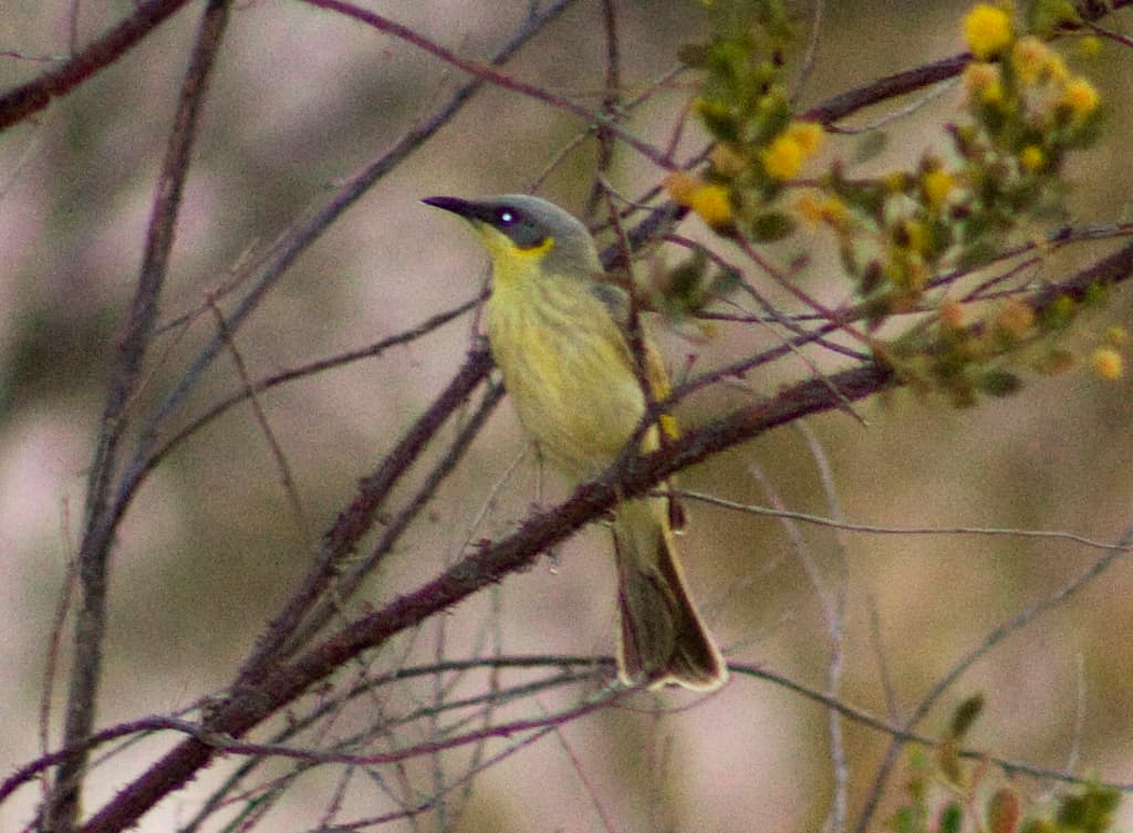 Grey-headed Honeyeater