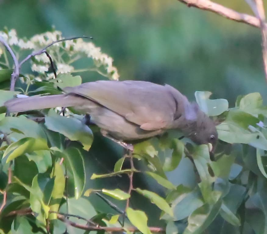 White-gaped Honeyeater