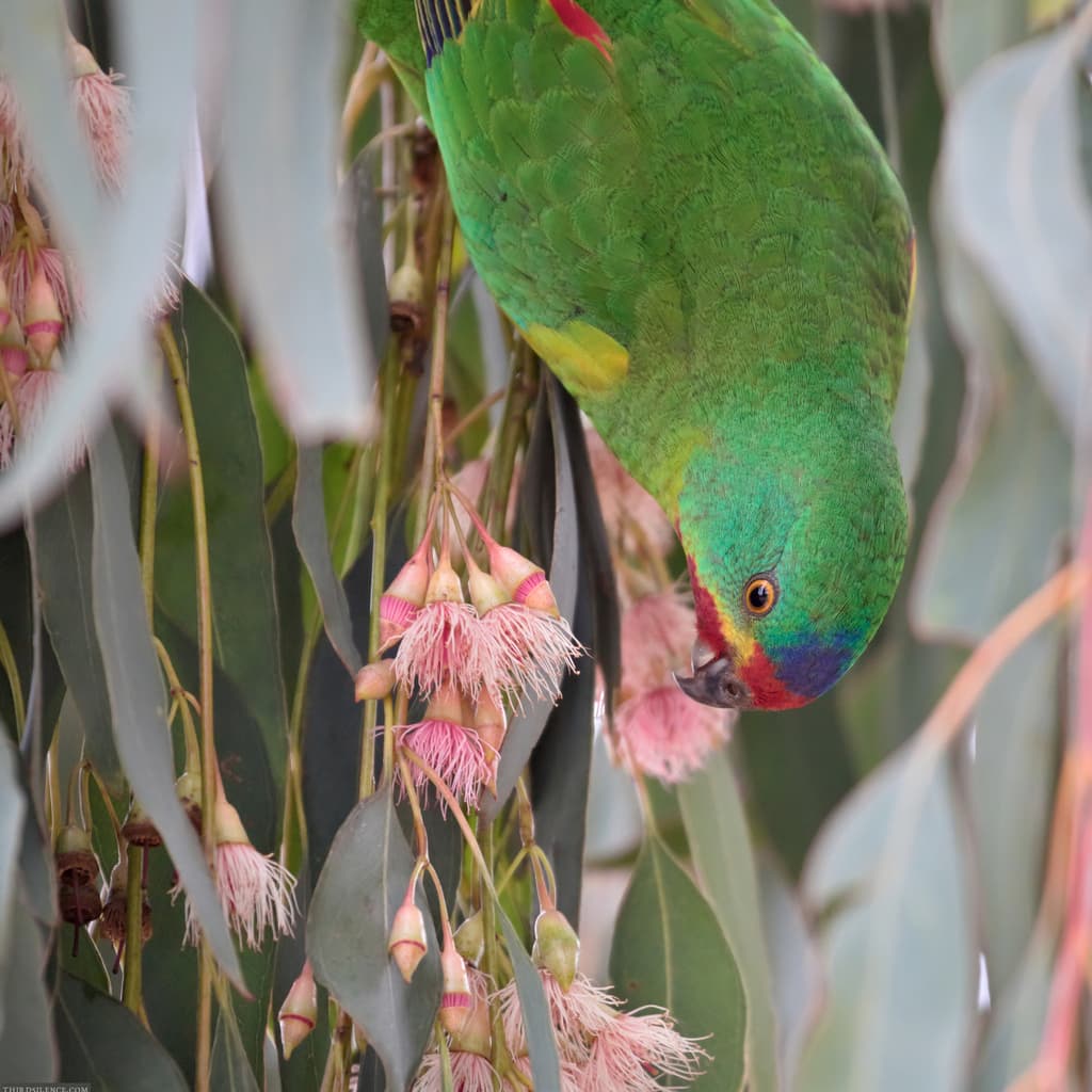 Swift Parrot