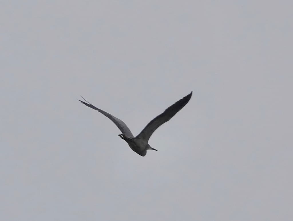 White-faced Heron