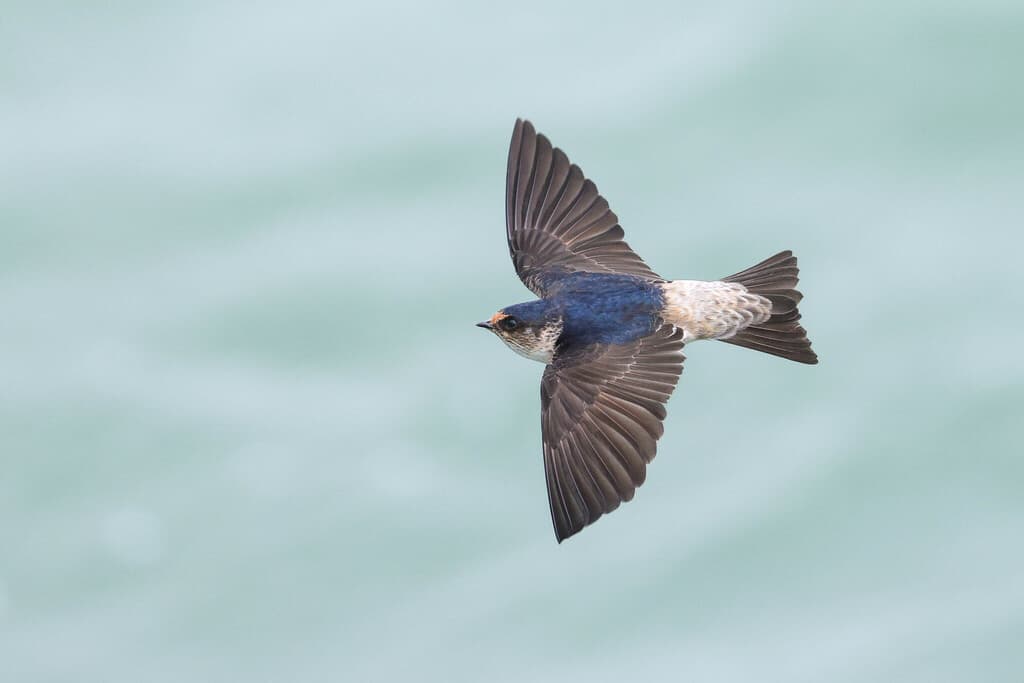 Tree Martin