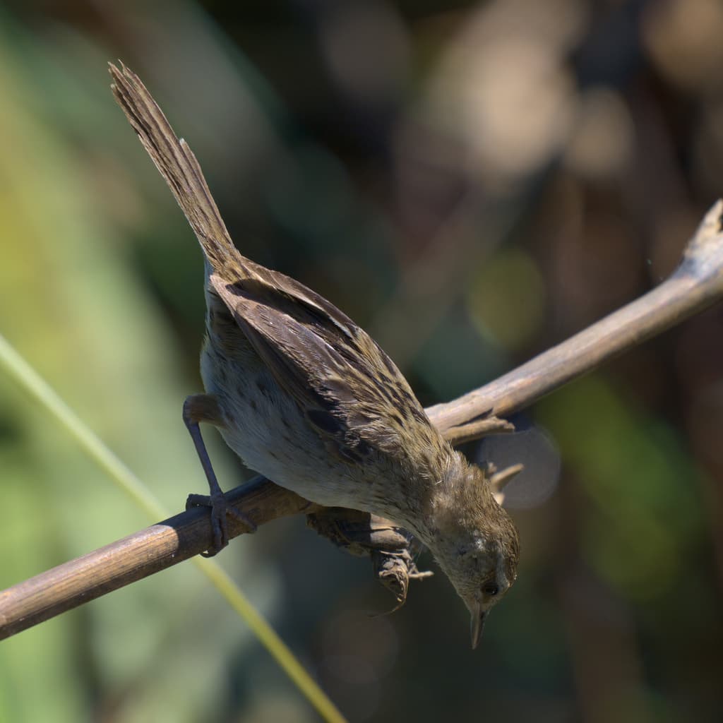 Little Grassbird