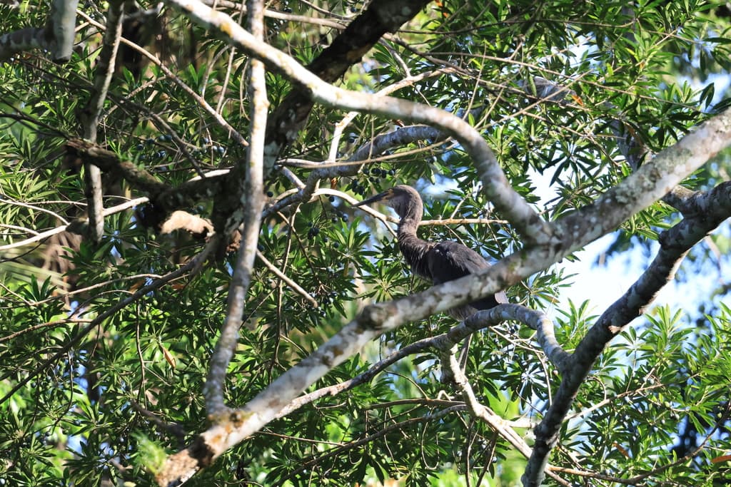Great-billed Heron