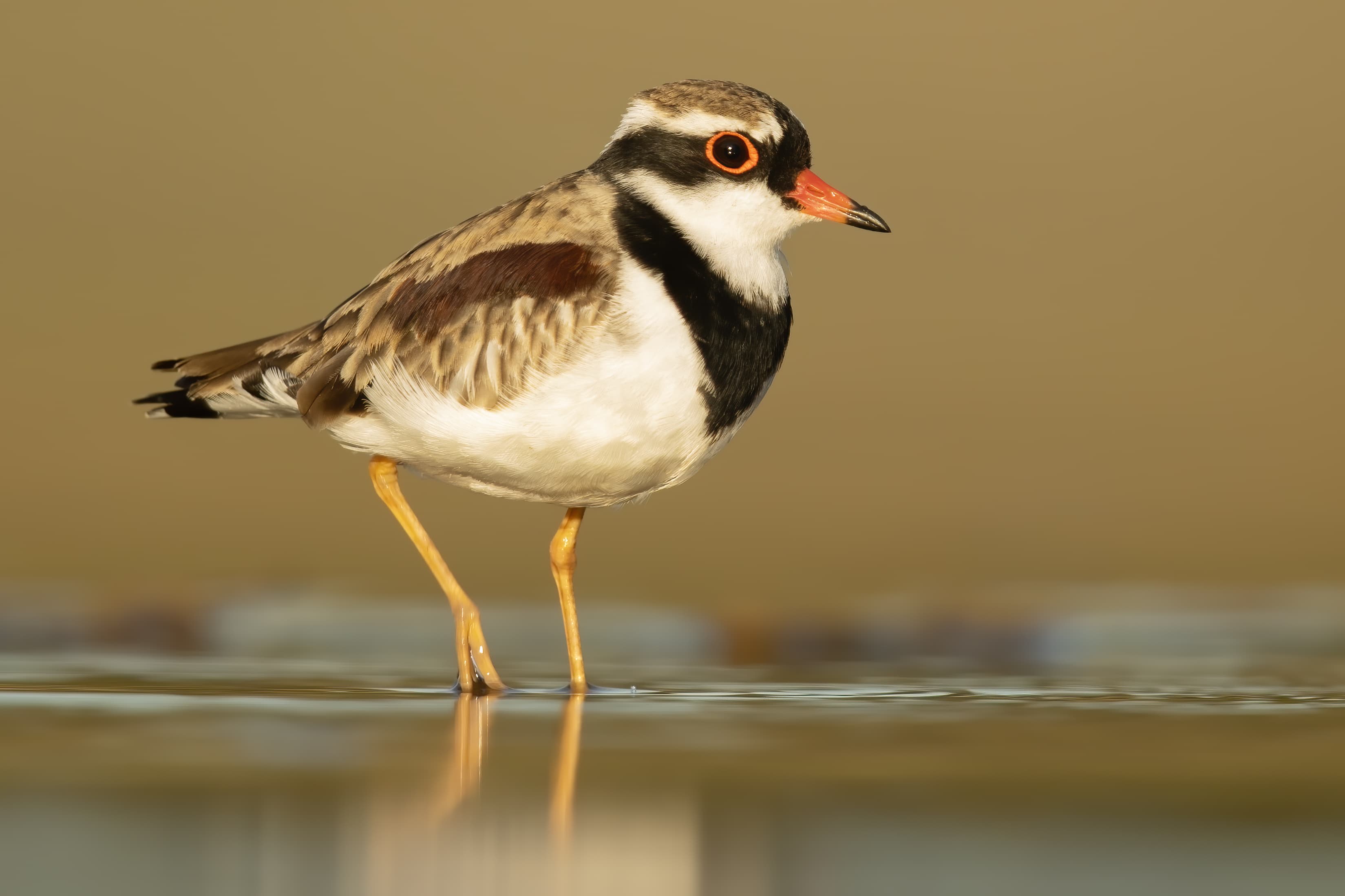 Black-fronted Dotterel