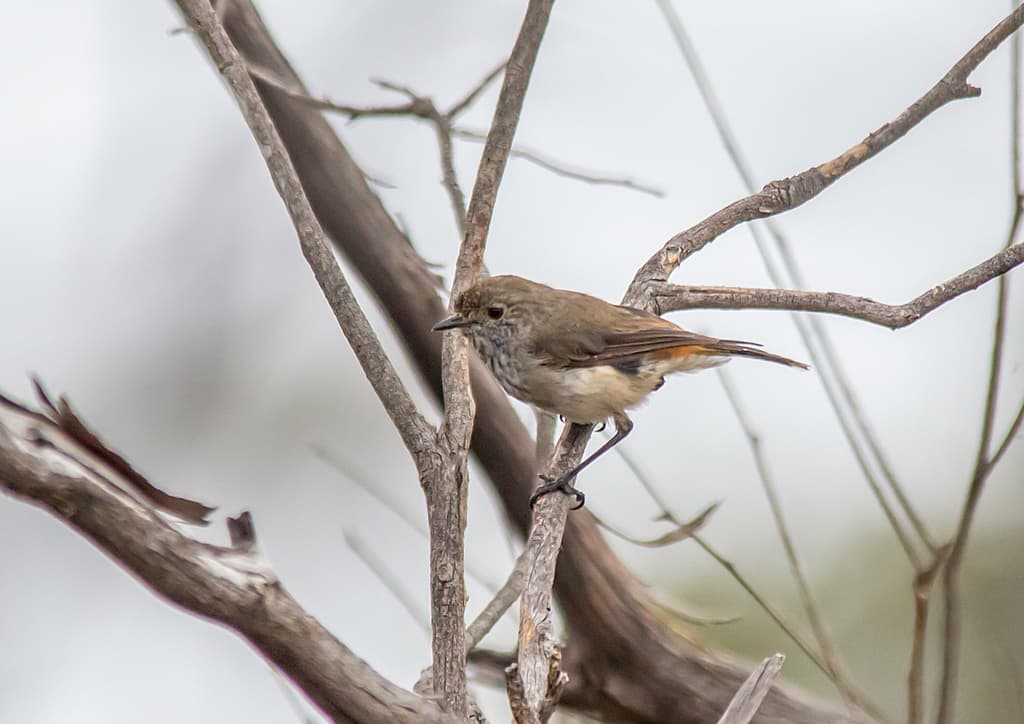 Inland Thornbill