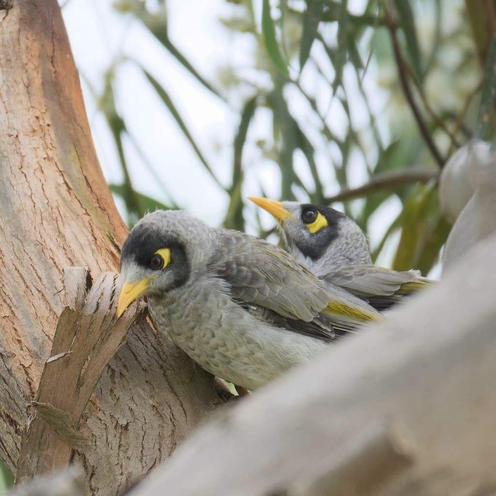 Noisy Miner