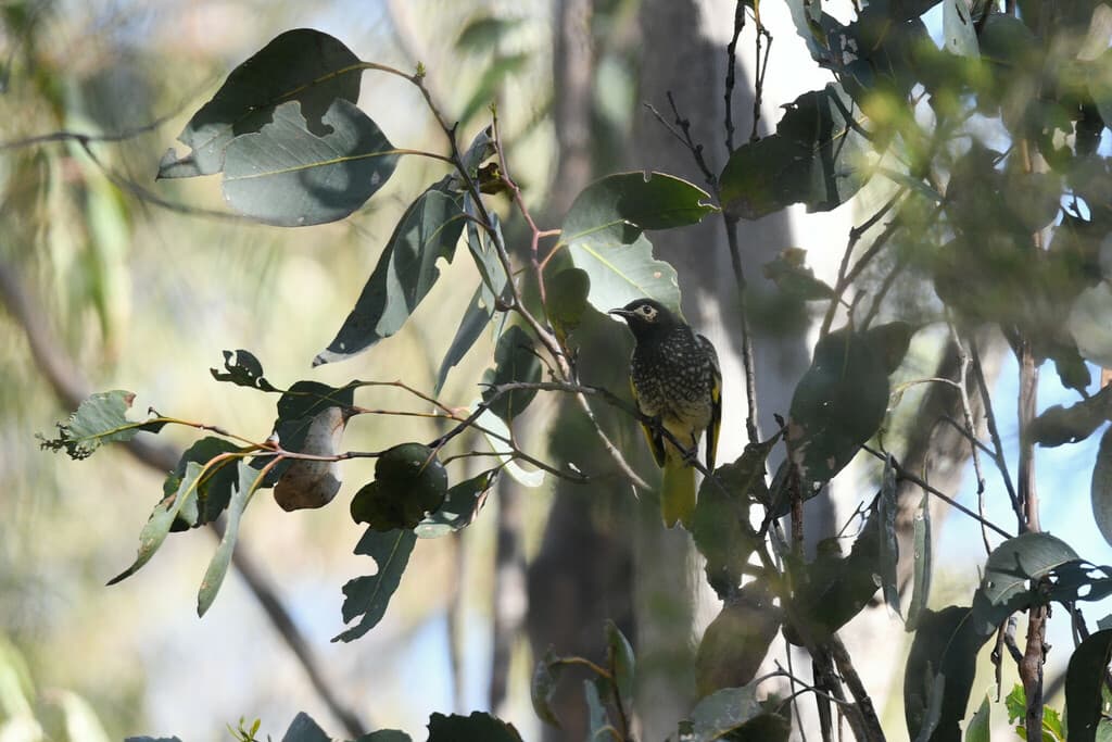 Regent Honeyeater
