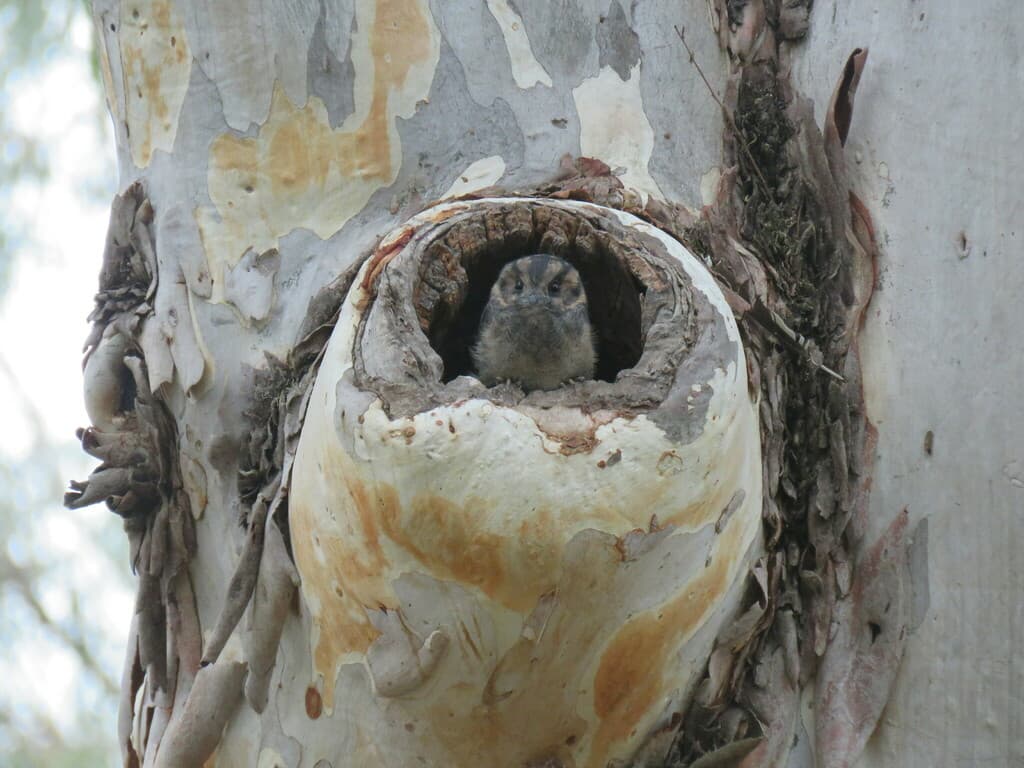 Australian Owlet-nightjar