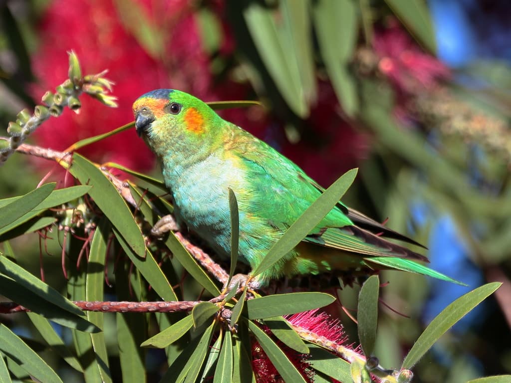 Purple-crowned Lorikeet