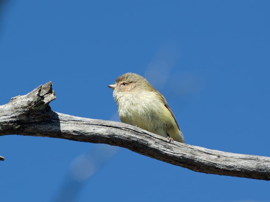 Weebill