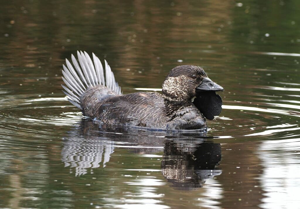 Musk Duck