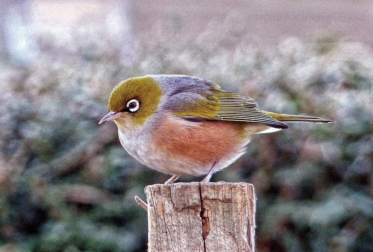 Silvereye
