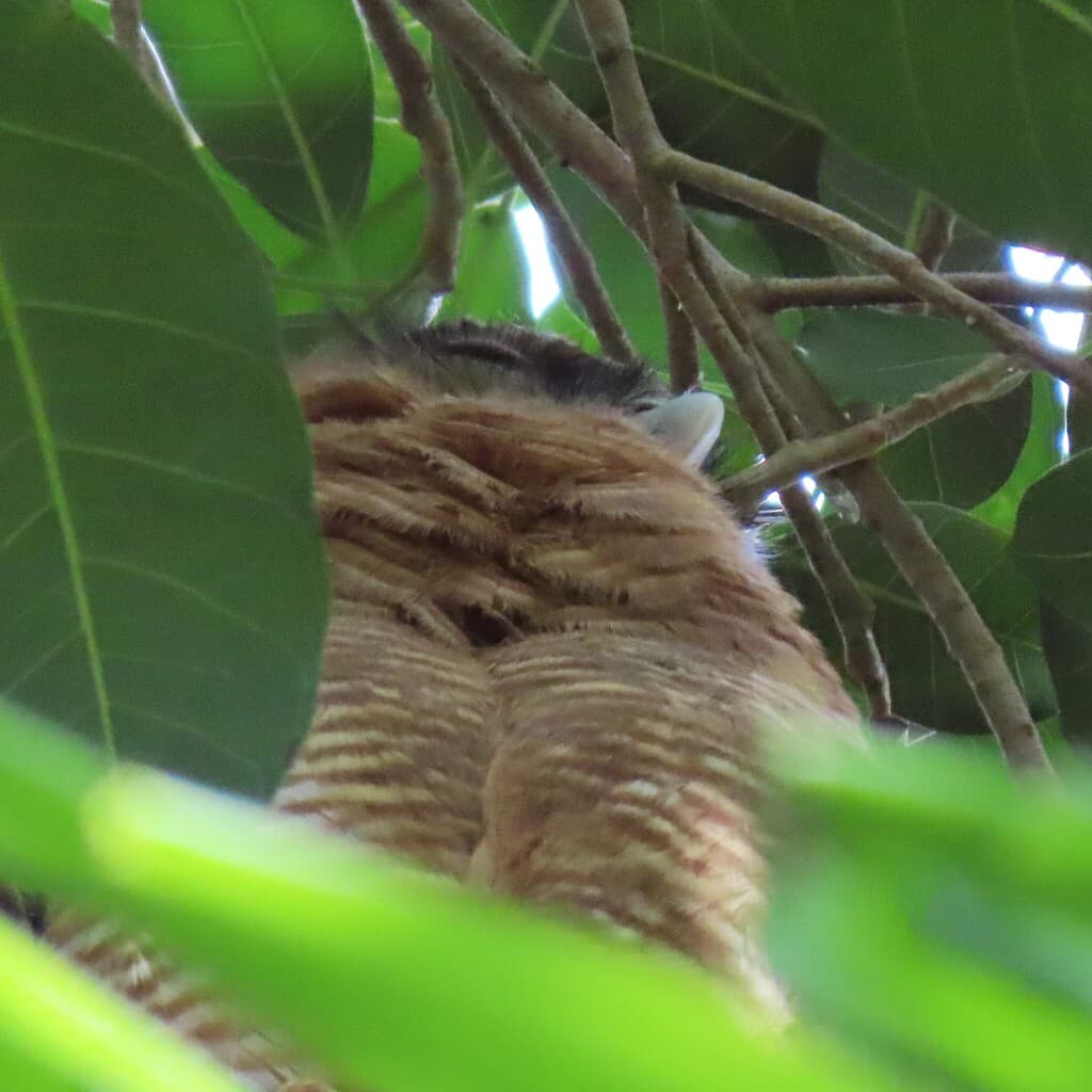 Rufous Owl