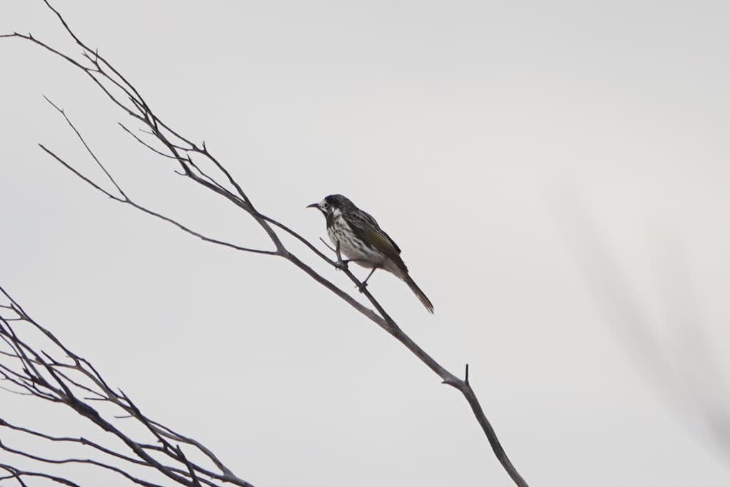 White-fronted Honeyeater
