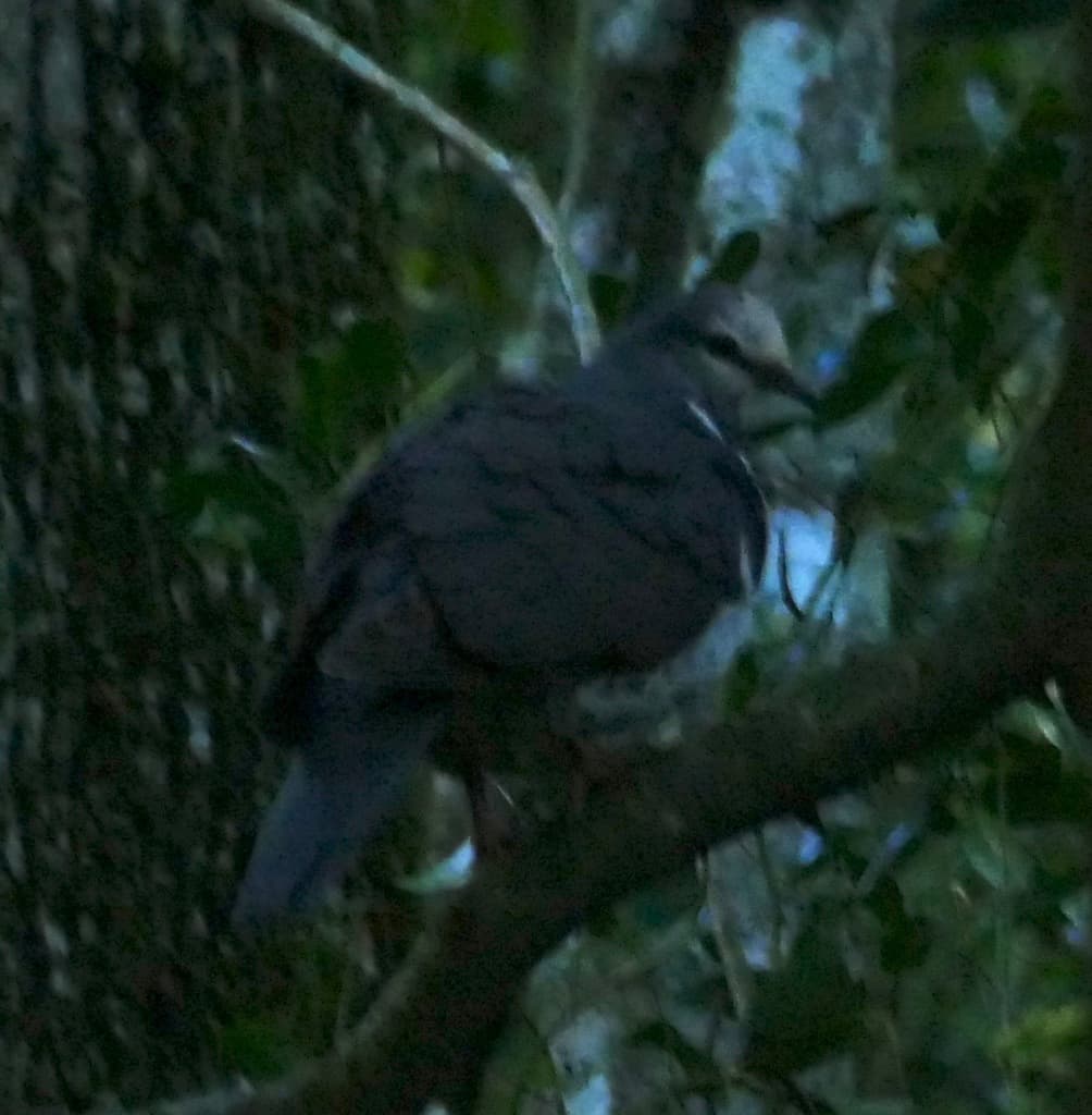 Wonga Pigeon
