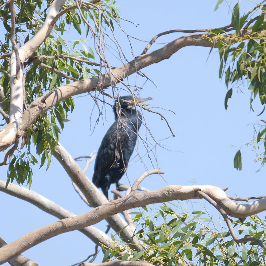 Great Cormorant