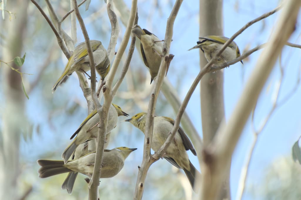 White-plumed Honeyeater