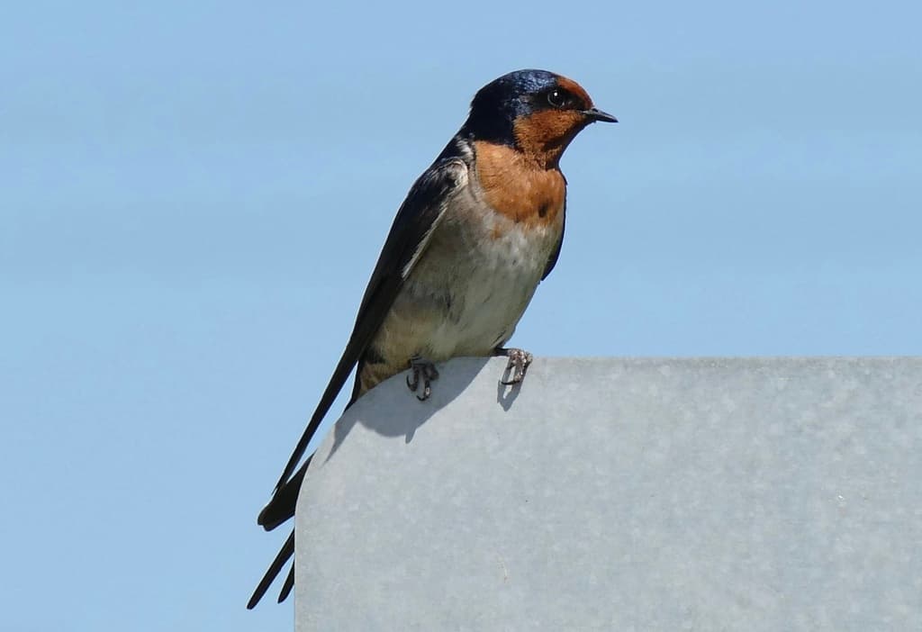Welcome Swallow