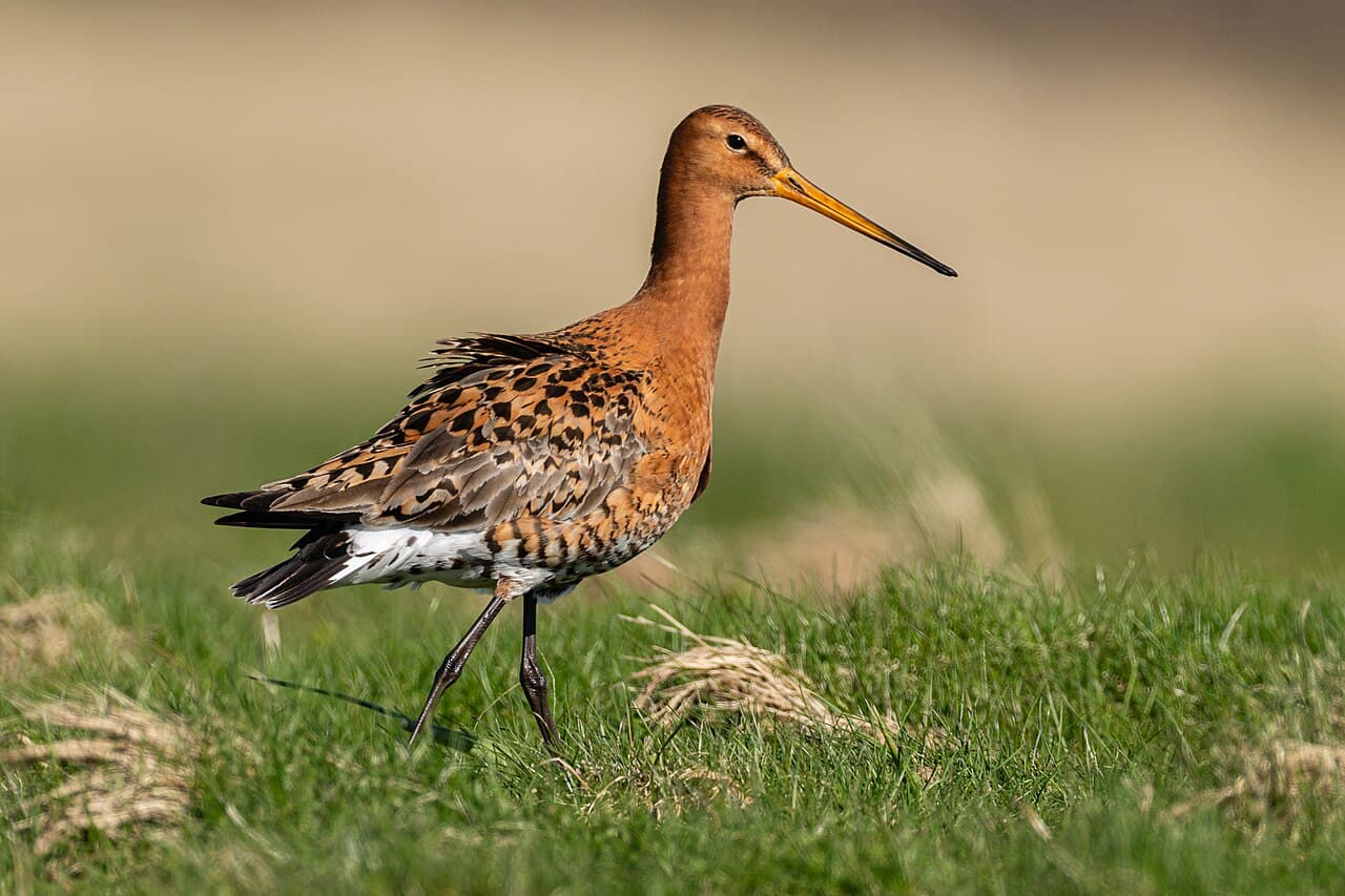 Black-tailed Godwit