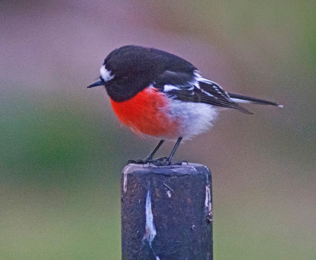 Scarlet Robin