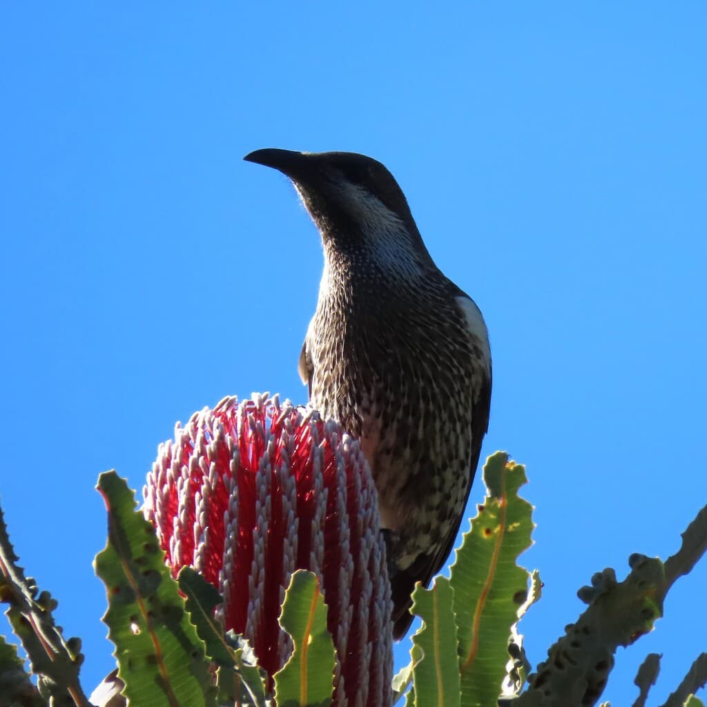 Western Wattlebird