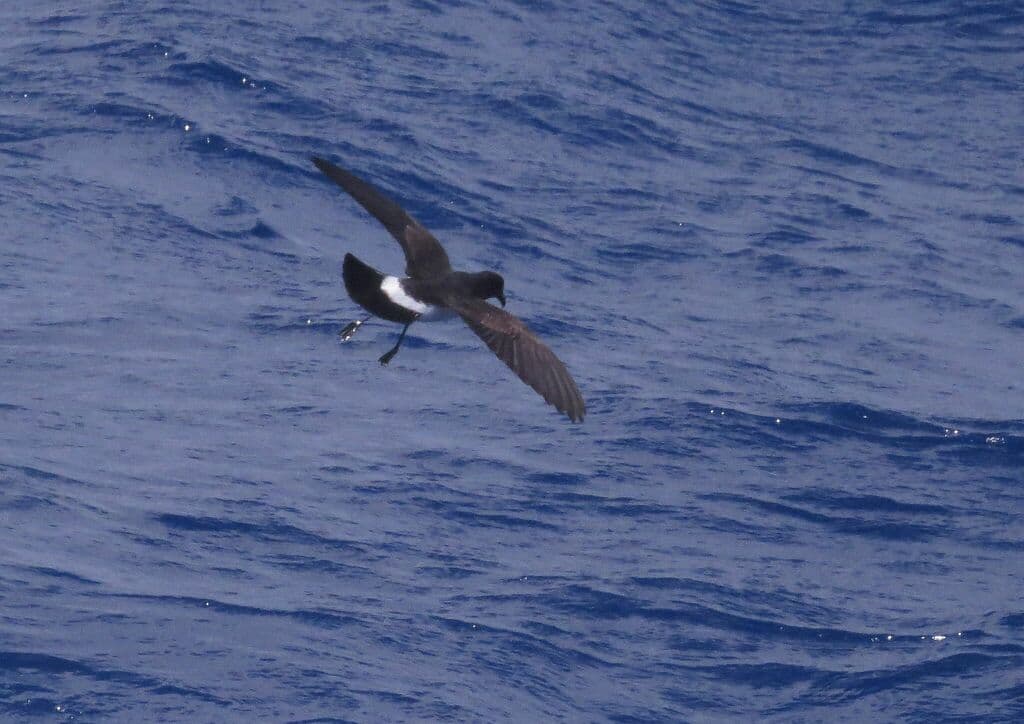 White-bellied Storm Petrel