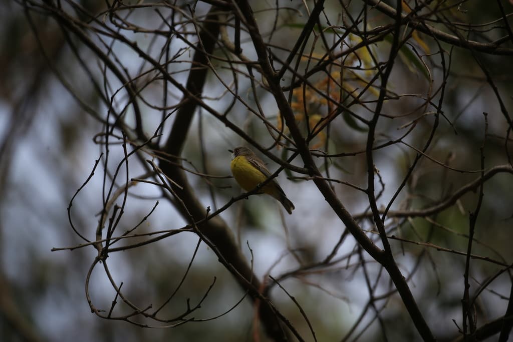 White-throated Gerygone