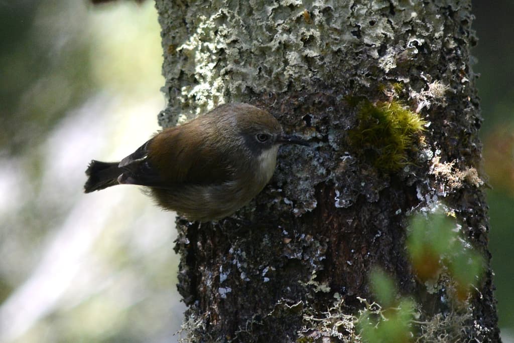 Scrubtit