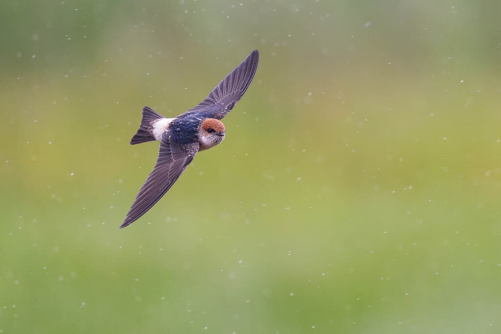 Fairy Martin