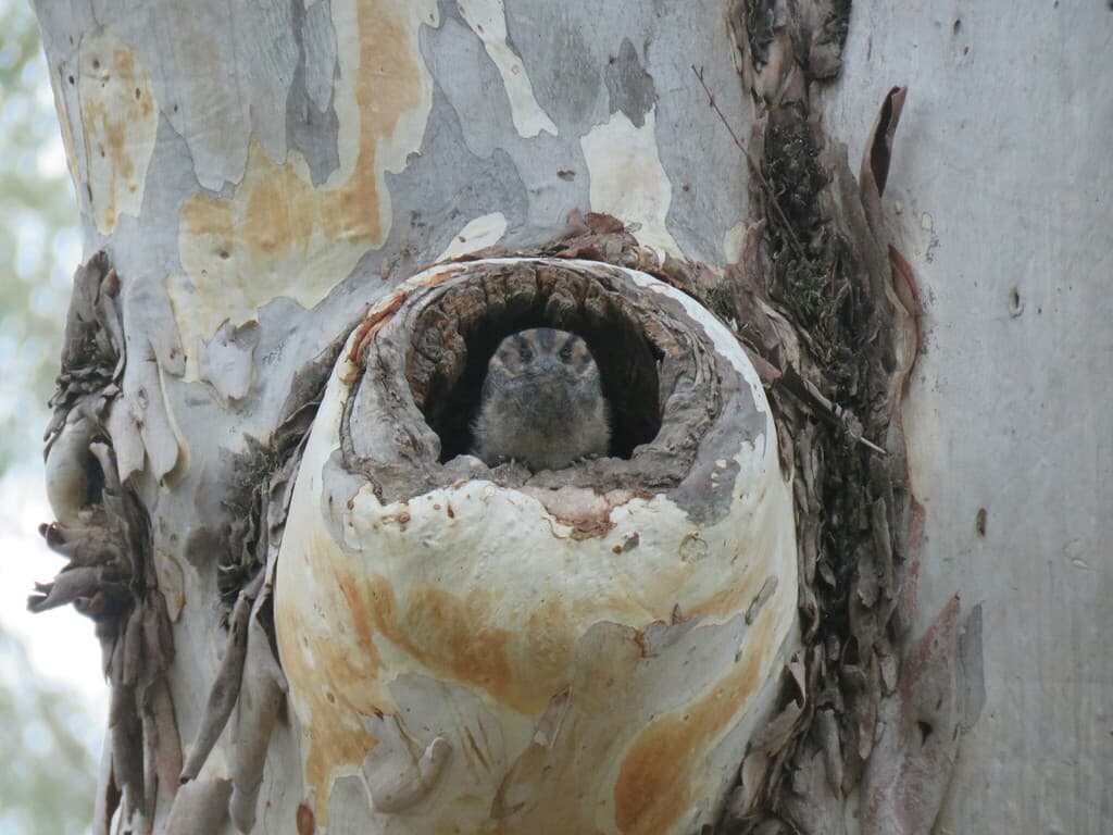 Australian Owlet-nightjar