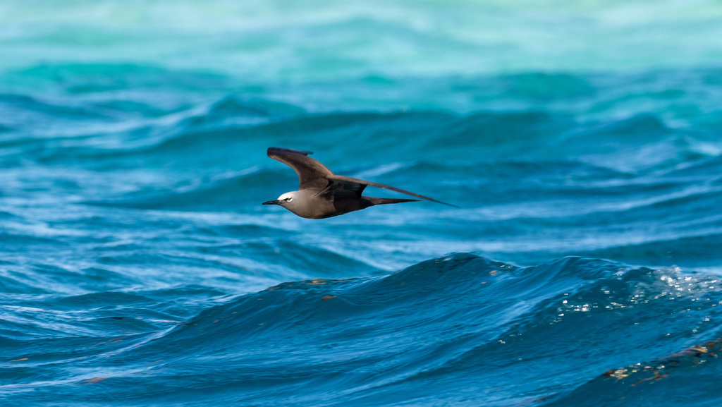 Brown Noddy