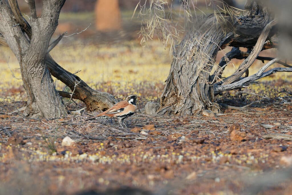 Western Quail-thrush
