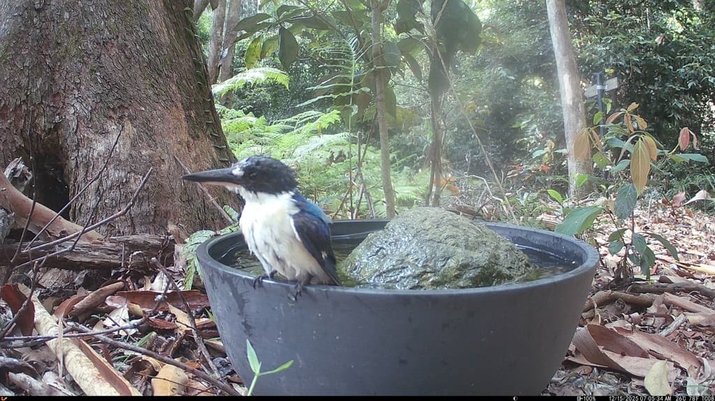 Forest Kingfisher