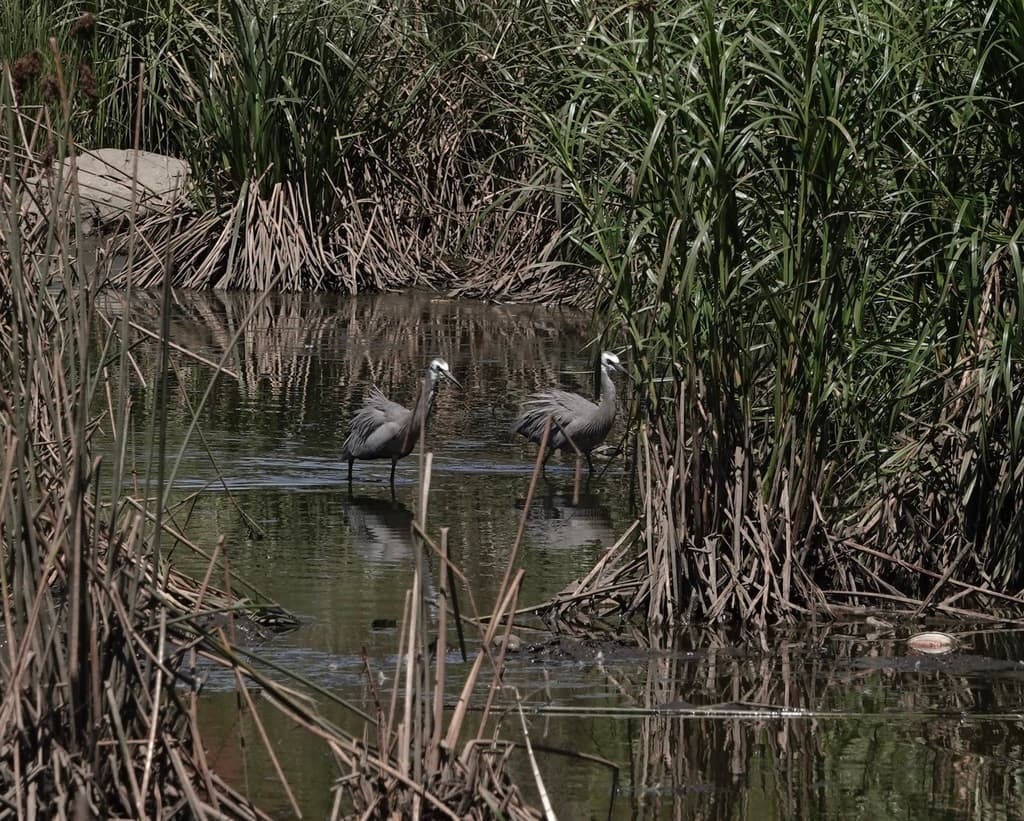 White-faced Heron