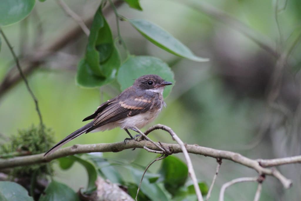 Northern Fantail