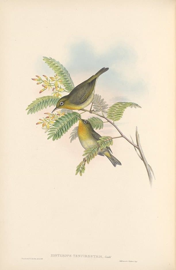 Slender-billed White-eye