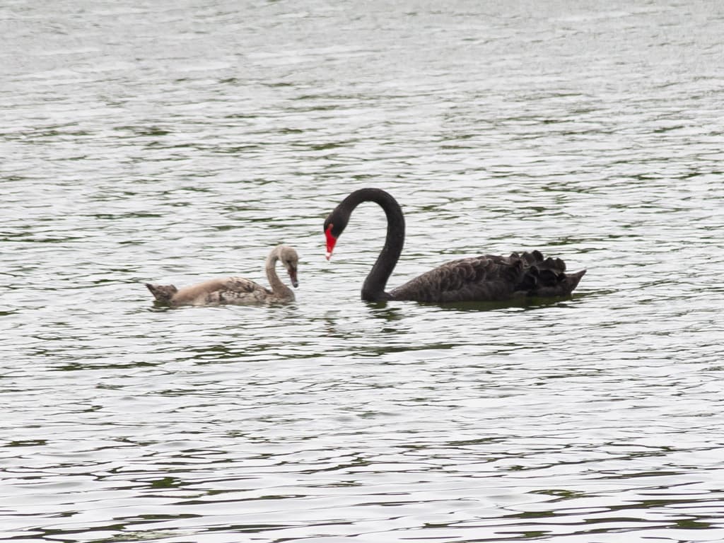 Black Swan