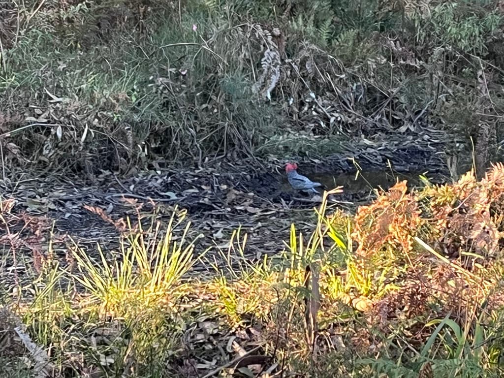 Gang-gang Cockatoo