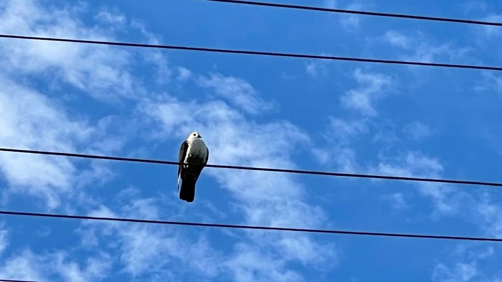 White-headed Pigeon